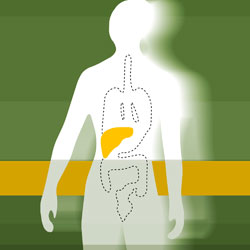 Liver image