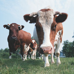 Cows
