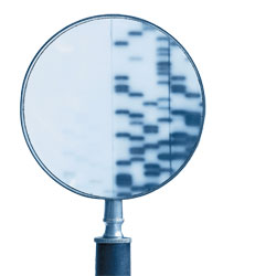 genotyping for hemophilia